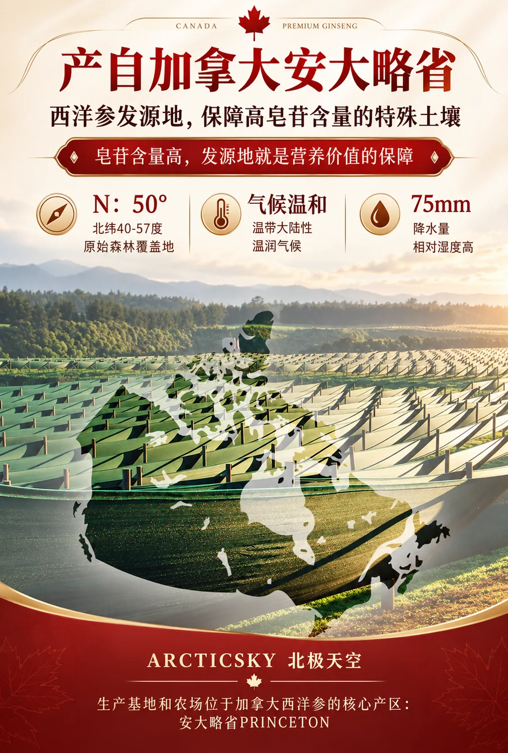 安省西洋参原枝产品资料图3