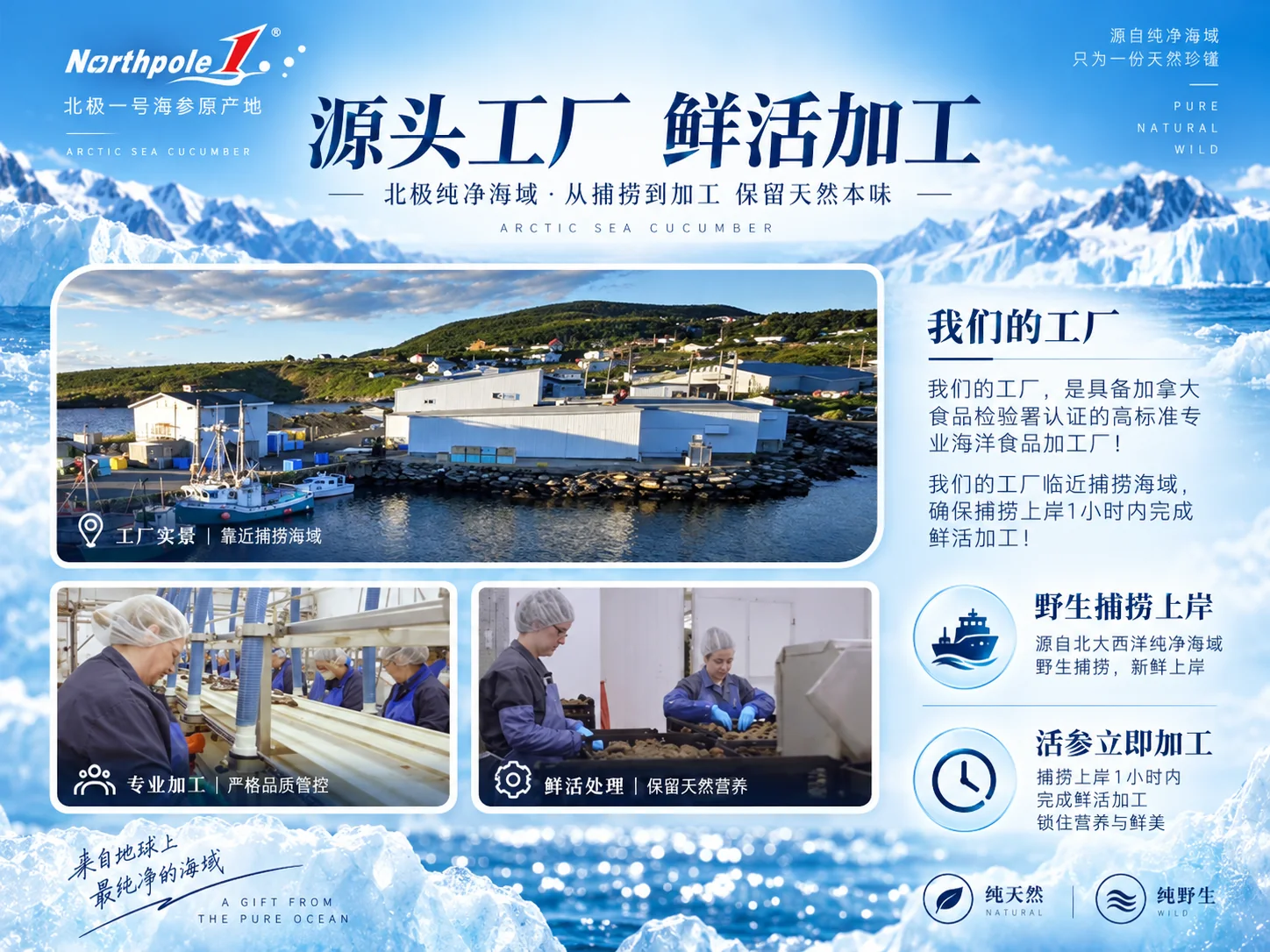 北极一号黑金帝王级海参产品资料图3